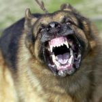 Z cyklu broń ratuje życie: w Poznaniu psy zaatakowały kobietę, odstraszył je wystrzał z broni hukowej