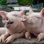 Moim zdaniem prezes PiS proponuje Polakom wolność właściwą dla świń, stojących przy pełnym korycie