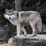 Narodowe Stowarzyszenie Strzeleckie Ameryki wspiera organizację “Powstrzymać wilki” w Colorado