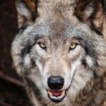UWAGA – wilki atakują ludzi! (atak watahy wilków na pilarzy w lesie)