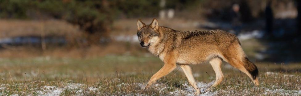 Mimo ochrony wilki są w Polsce odstrzeliwane – jakie z tego wnioski płyną…
