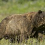 Śmiertelny atak niedźwiedzia na człowieka we Włoszech. Dlaczego groźne i agresywne zwierzęta są pod ochroną?